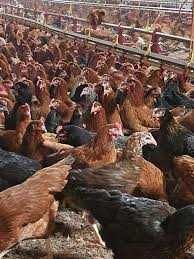 Kury Nioski młode z jajkiem ! Messa Tetra ISA Dominant Leghorn ! Dowóz