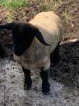 Ovelhas Suffolk machos
