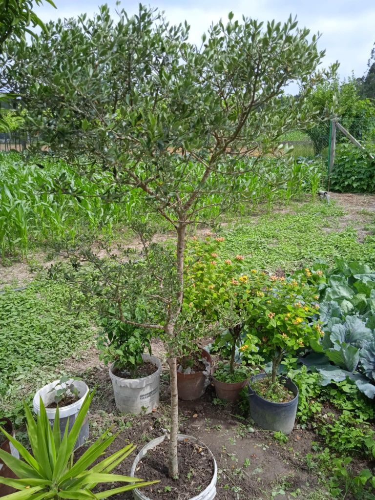 Oliveira bonita para jardim ou em vaso grande
