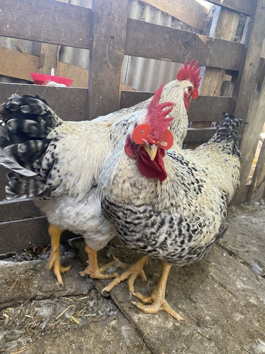 Півники домашні адлер сріблястий