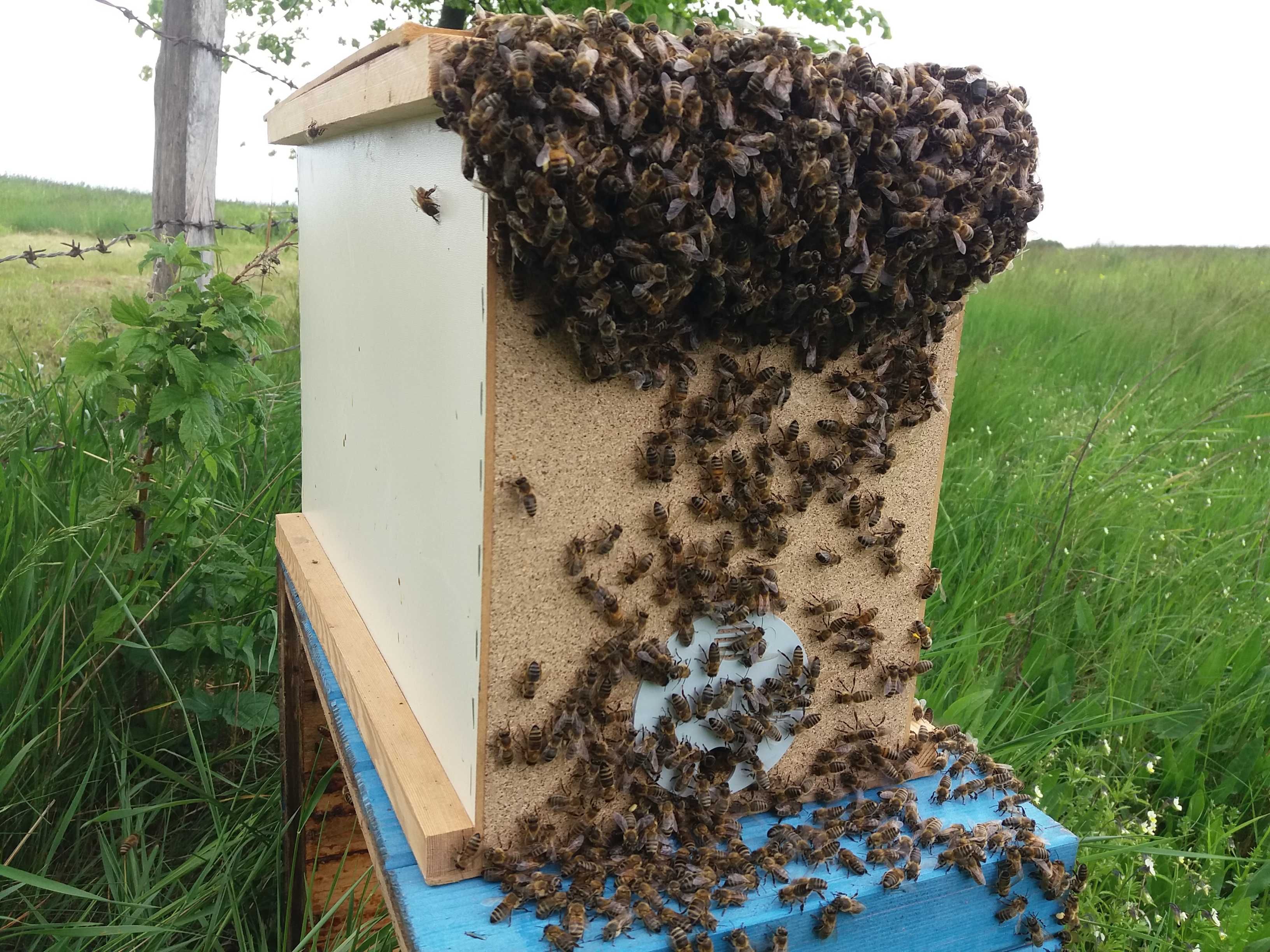 Odkłady pszczele, rodziny pszczele, ule z pszczołami ,pszczoły.