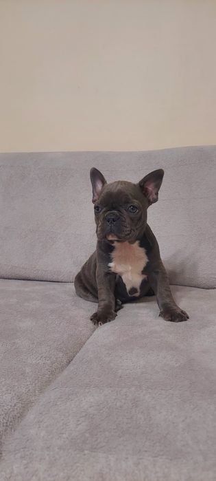 Buldog Francuski suczka niebieska COCO