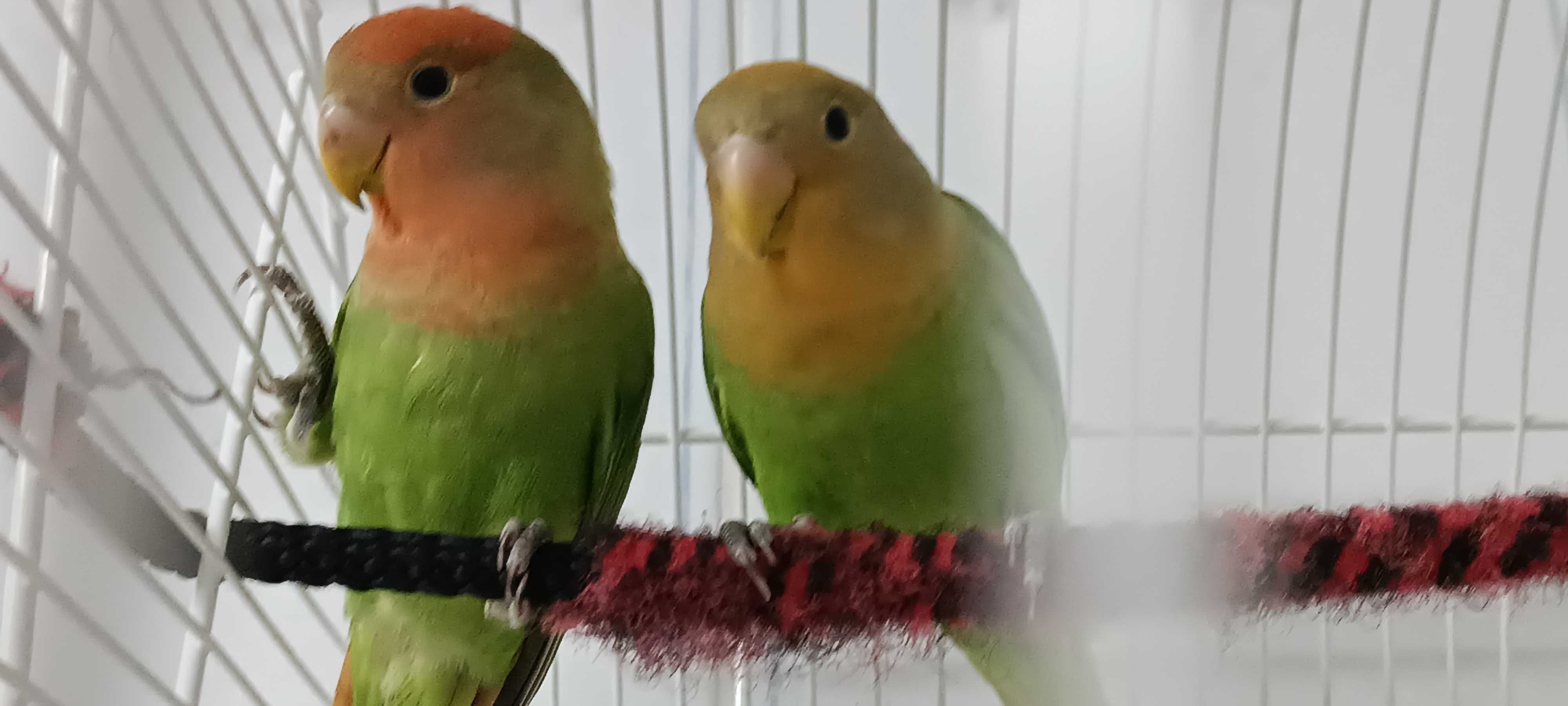 Tenho para ceder estes dois irmãos de Agapórnis Roseicolis verdes