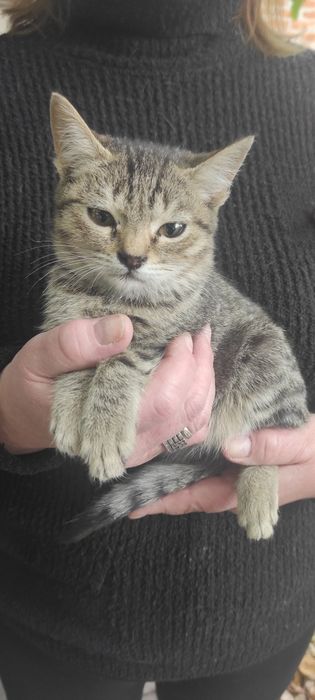 Віддаю кошенят (4 котика і 2 киці)