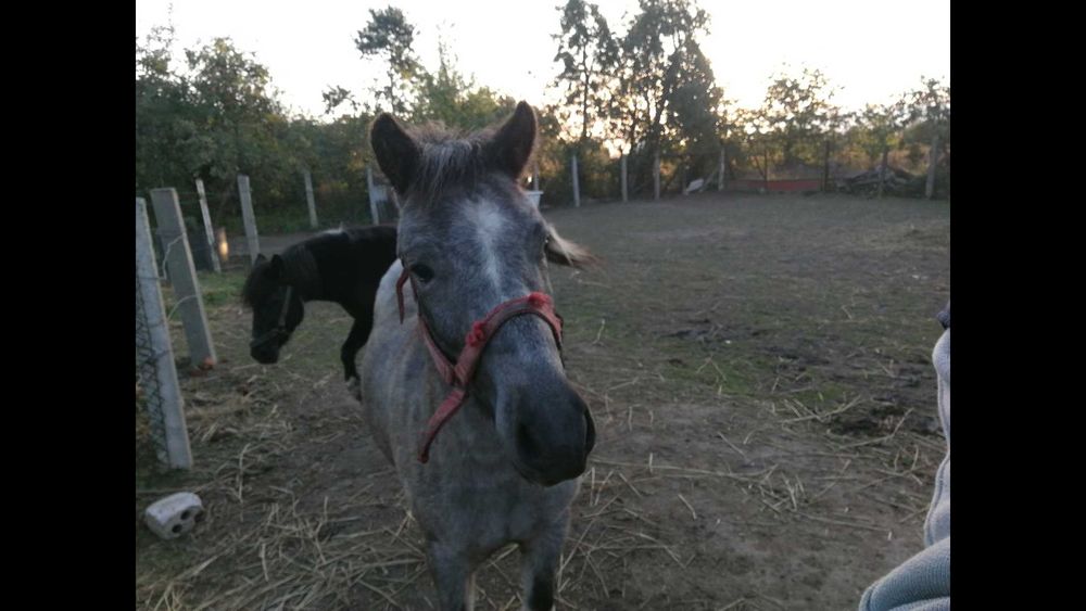 sprzedam Konik Polski