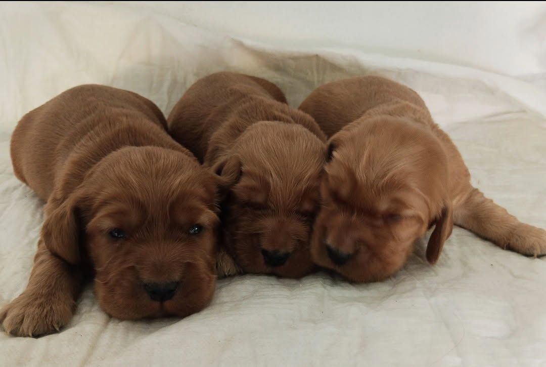Cocker spaniel złoty pies suczka szczeniak