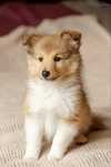 Rough Collie / Lassie