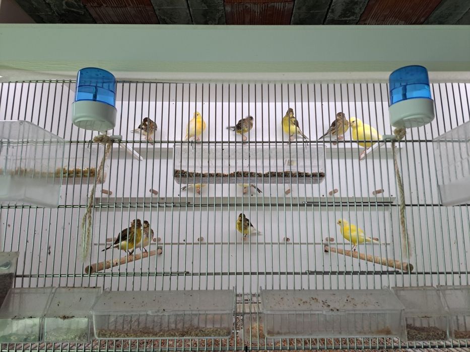 Canários Fife Fancy