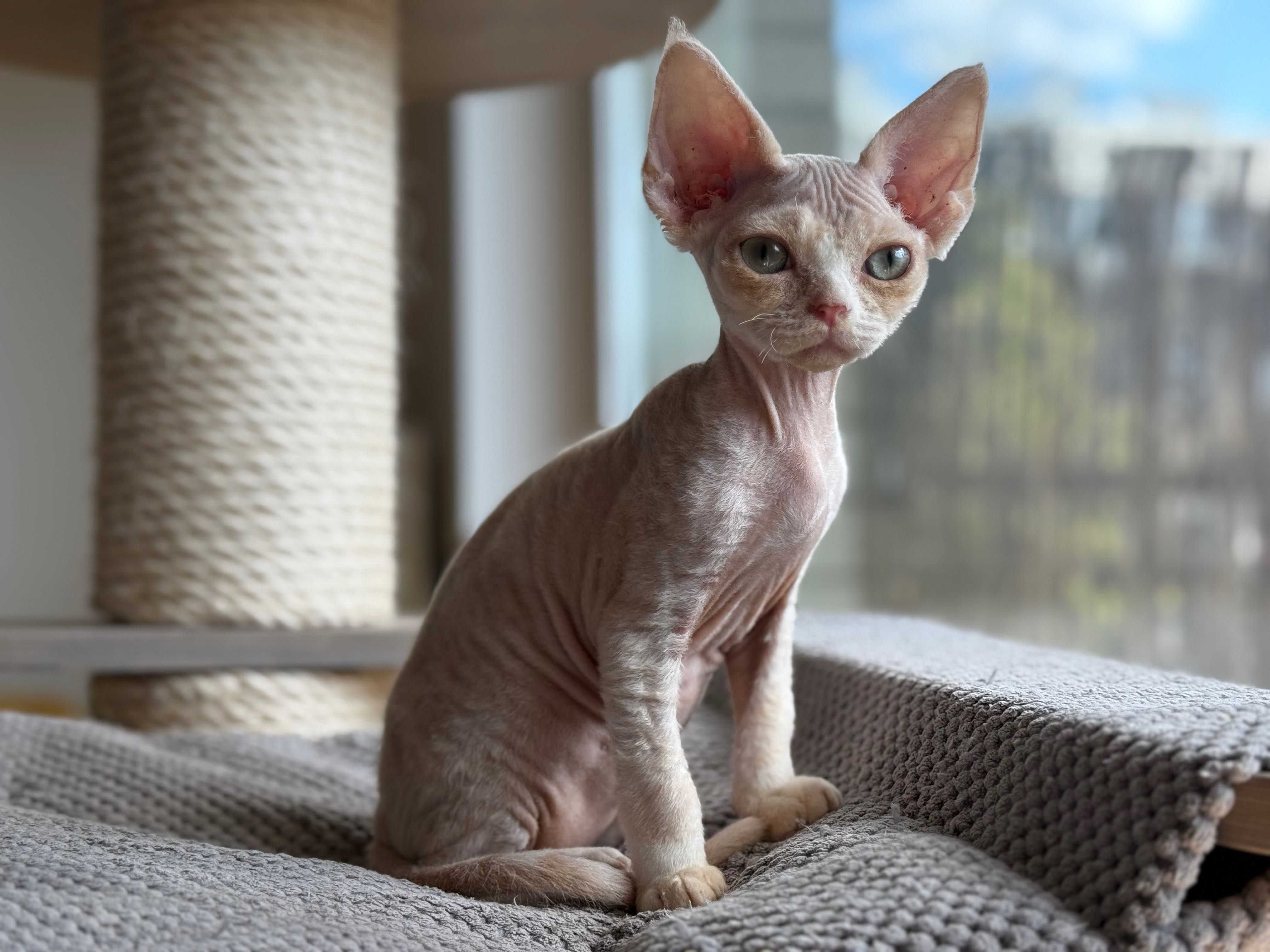 Chłopiec Devon Rex Warszawa