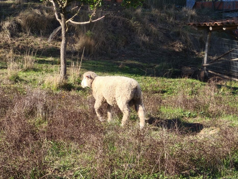 Borrego Ilê de France