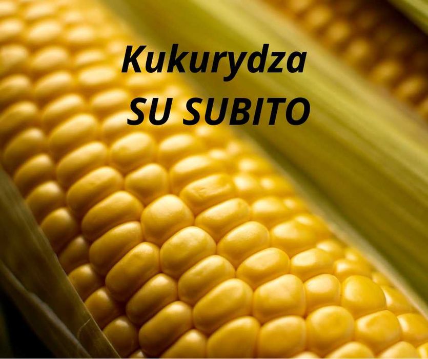 Nasiona kukurydzy Subito - fao 260