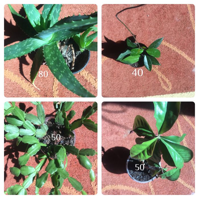 Кімнатні квіти