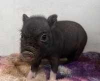 Mini pig black, чорненькі дівчатка, рожеві та чорні носики