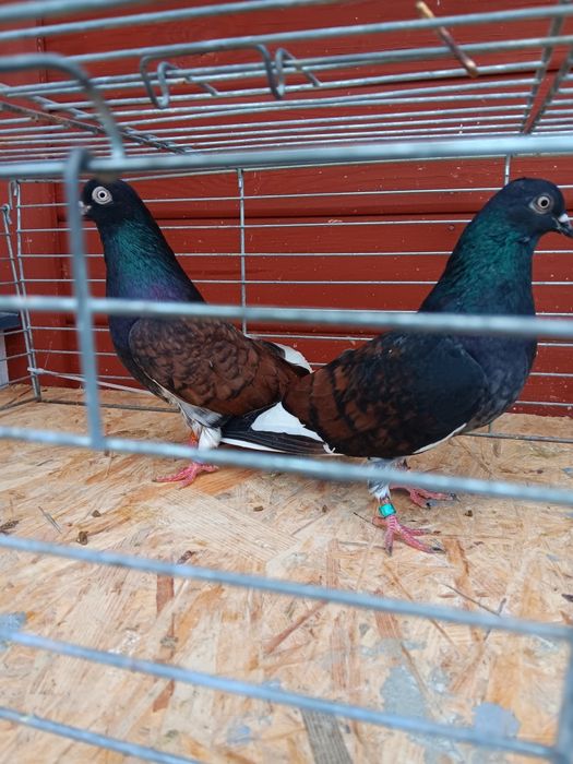 Gołębie zamojskie murzyny roztoczanskie