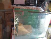 Akwarium 60l 50x40x30