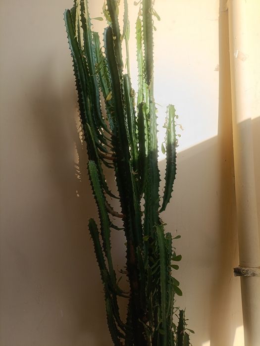 Суккулент. Кактус. Эуфорбия. Молочай