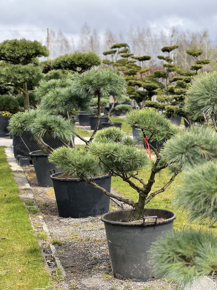 Bonsai Sosna Pinus Strobus duże drzewa BONSAI PARK