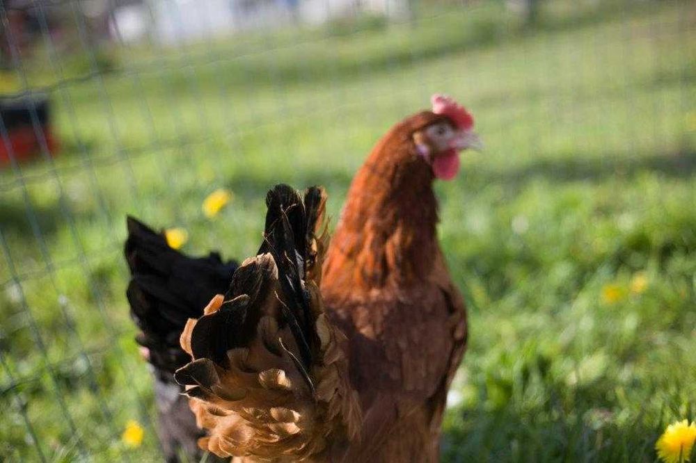 Kury nioski kokoszki odchowane Rosa dowóz gratis