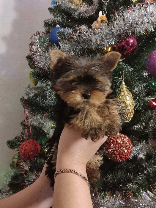 Щенок Йоркширский терьер