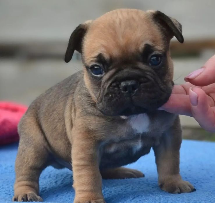 Червоні бульдожки з КСУ родоводом
