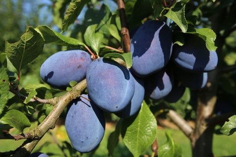 Sprzedam drzewka śliw Producent