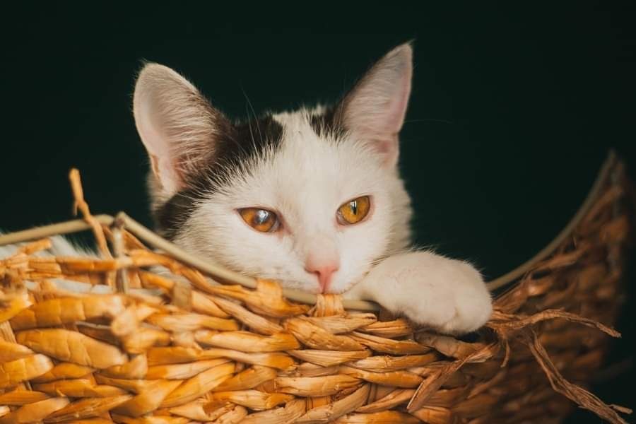 Sosenka szuka domu czarno-biała kotka do adopcji adoptuj kot