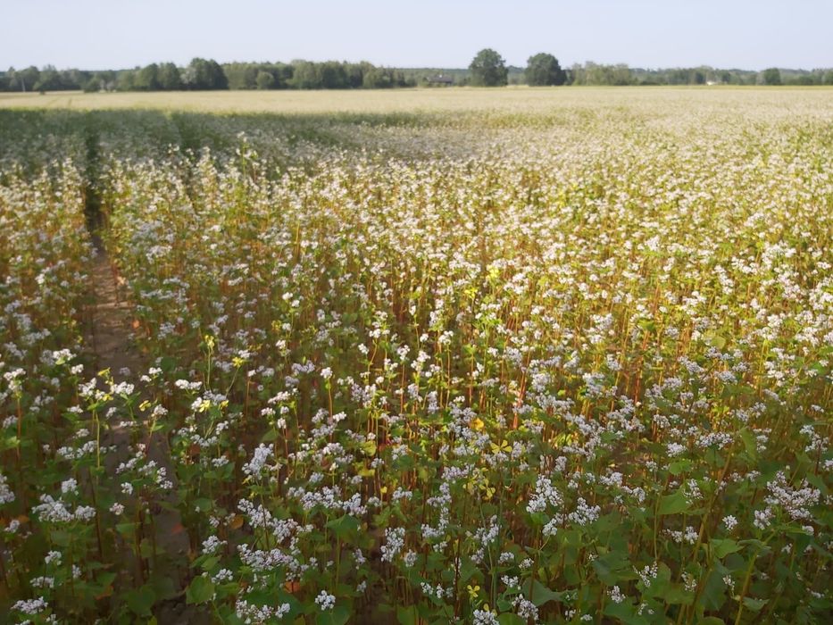 Gryka, nasiona gryki