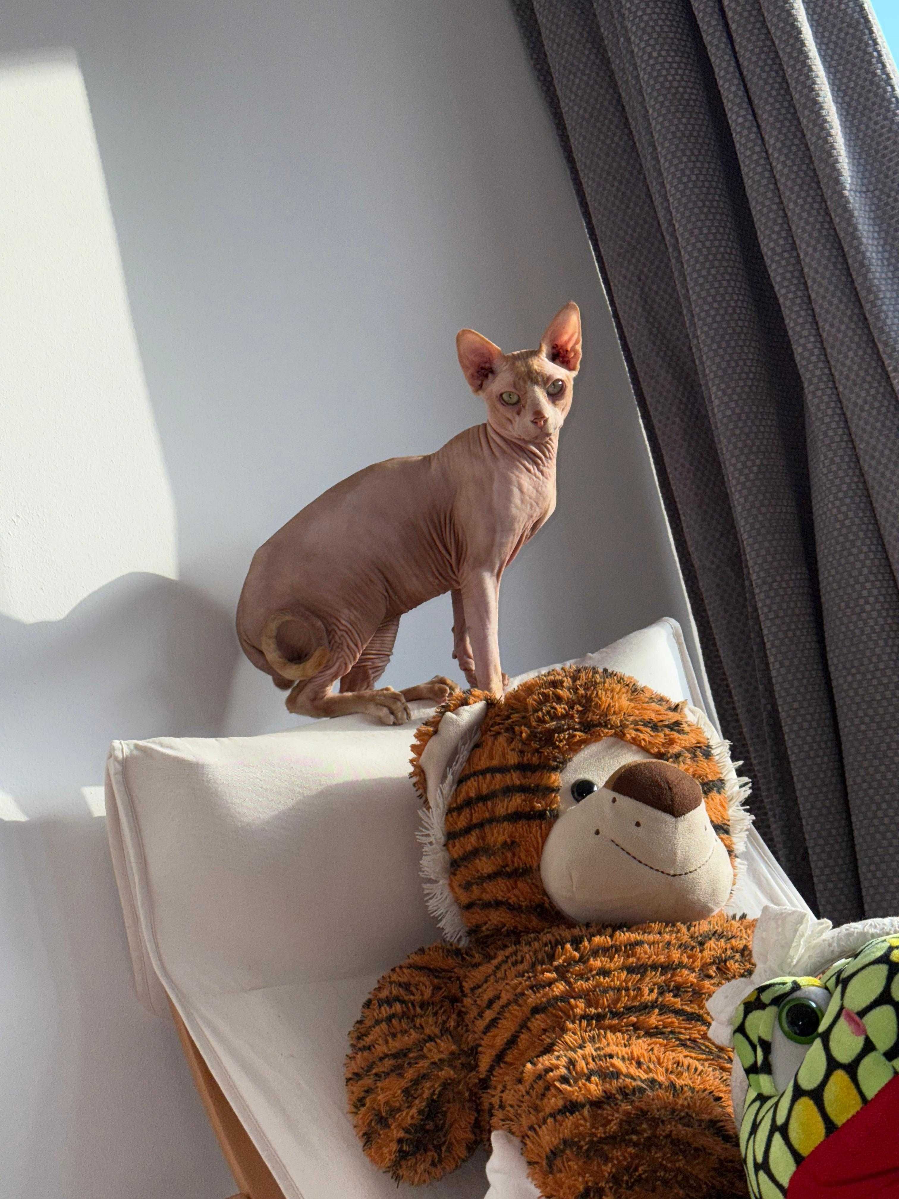 Gato  sphynx disponível para acasalar