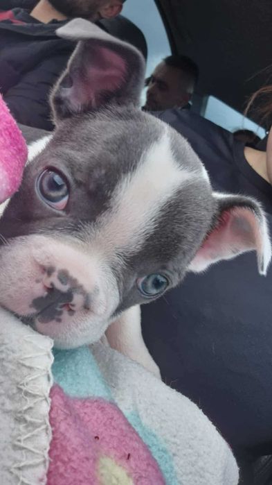 buldog francuski suczka