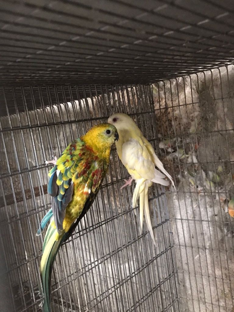 Casal de red remped reprodutor