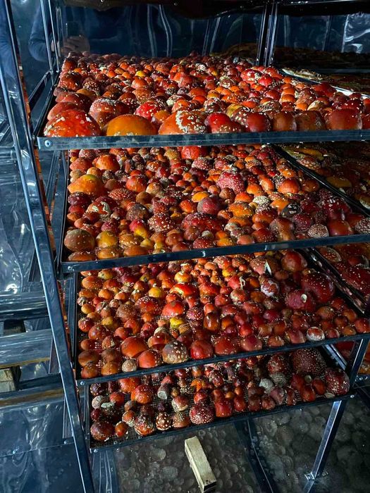 Сушка харчова професійна