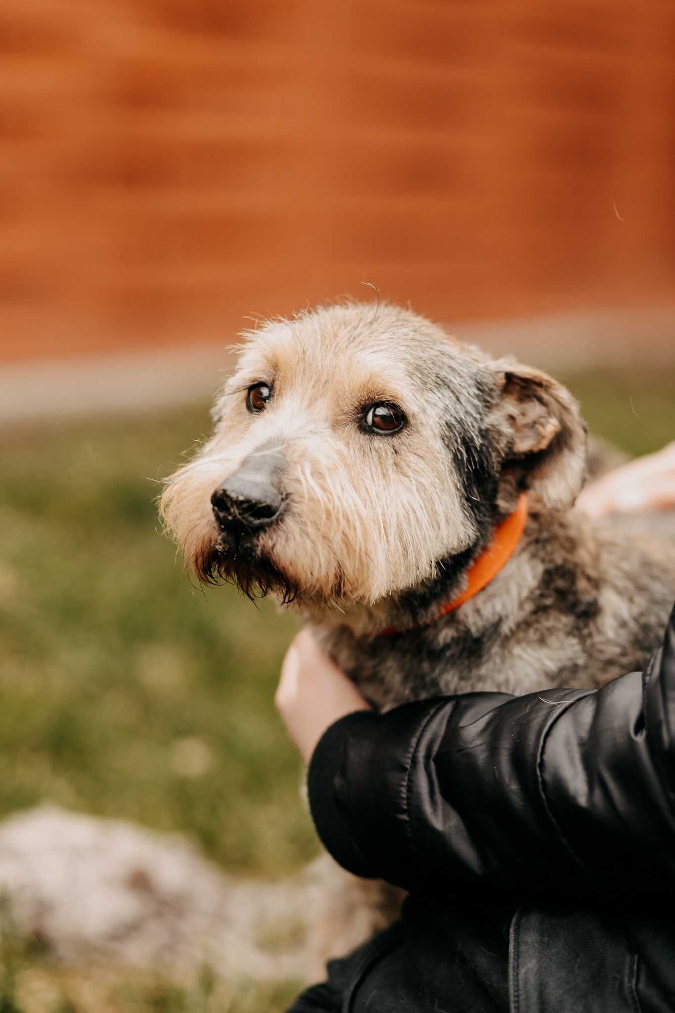 Terier Piorun - pies na medal - poleca się do adopcji!!!
