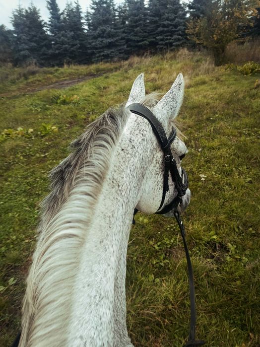 Klacz profesor, bdb charakter
