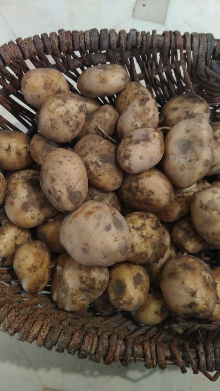 Młode ziemniaki ekologiczne