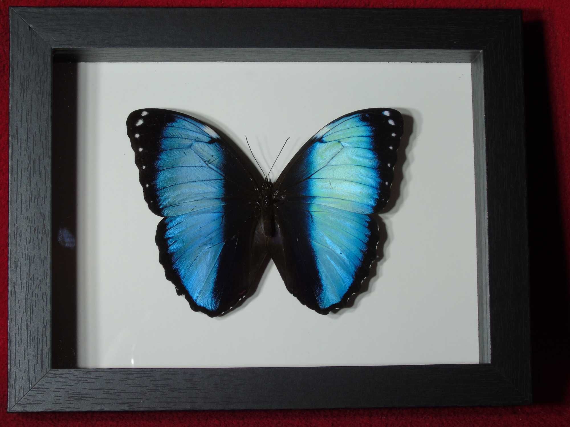 Motyl w ramce / gablotce 17 x 22 cm . Morpho achilles / helenor 125 mm