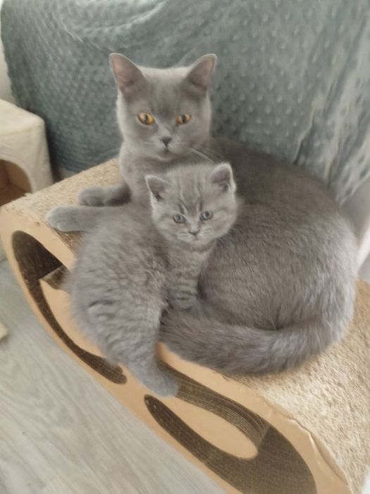 Kotka brytyjska niebieska