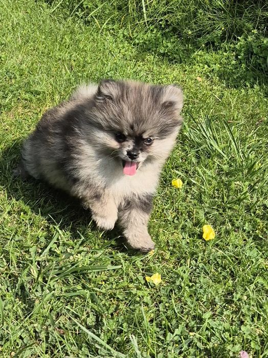 Szpic miniaturowy Merle chlopak malutki