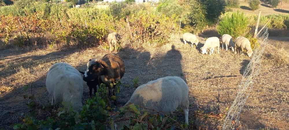 Rebanho de ovelhas paridas com borregos