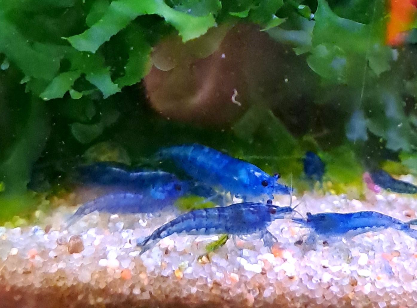 Camarões Blue Dreams