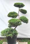 Bonsai Niwaki Jałowiec Wilhelm Pfitzer