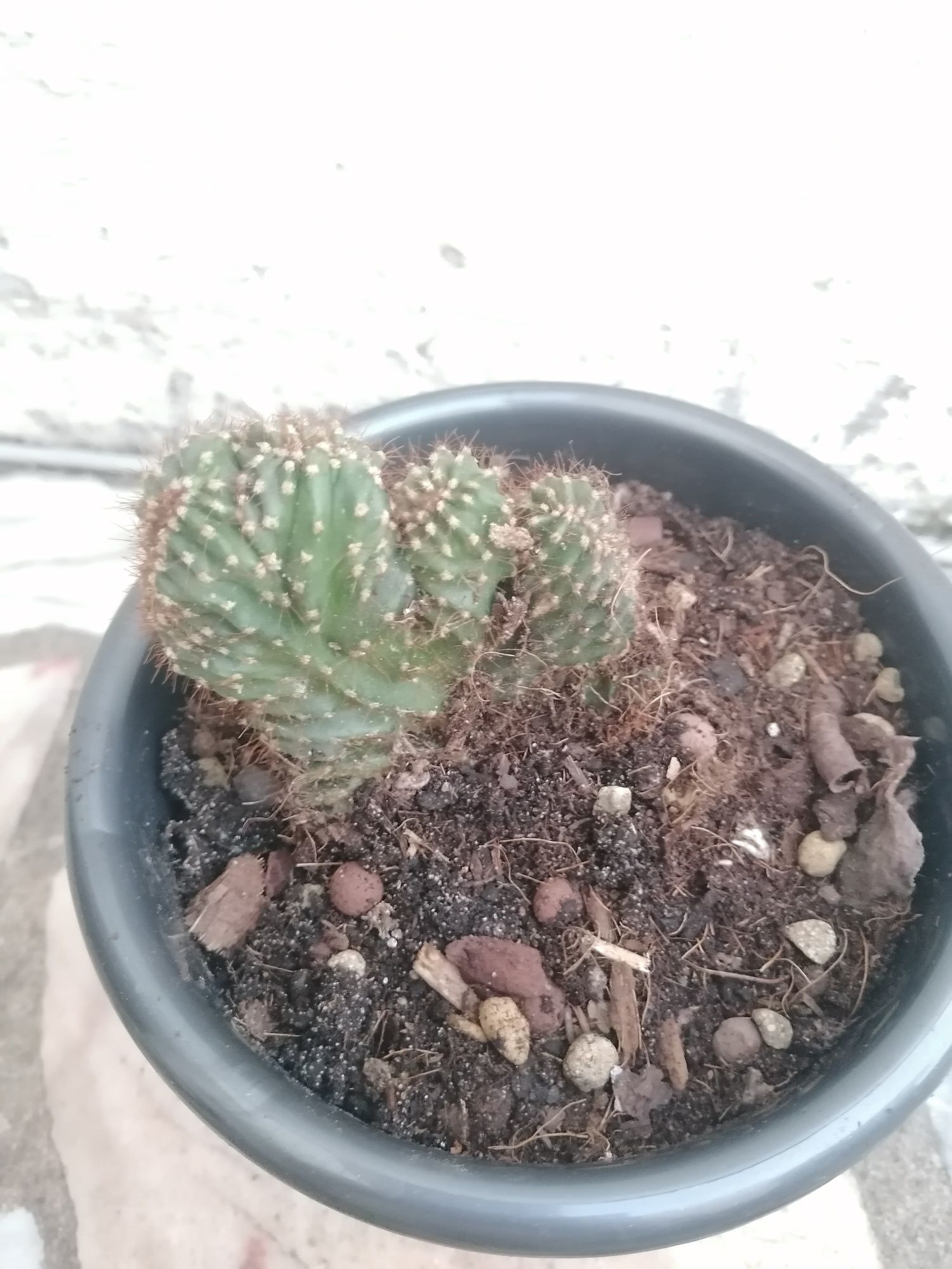 Cato Lophocereus marginatusf. cristata