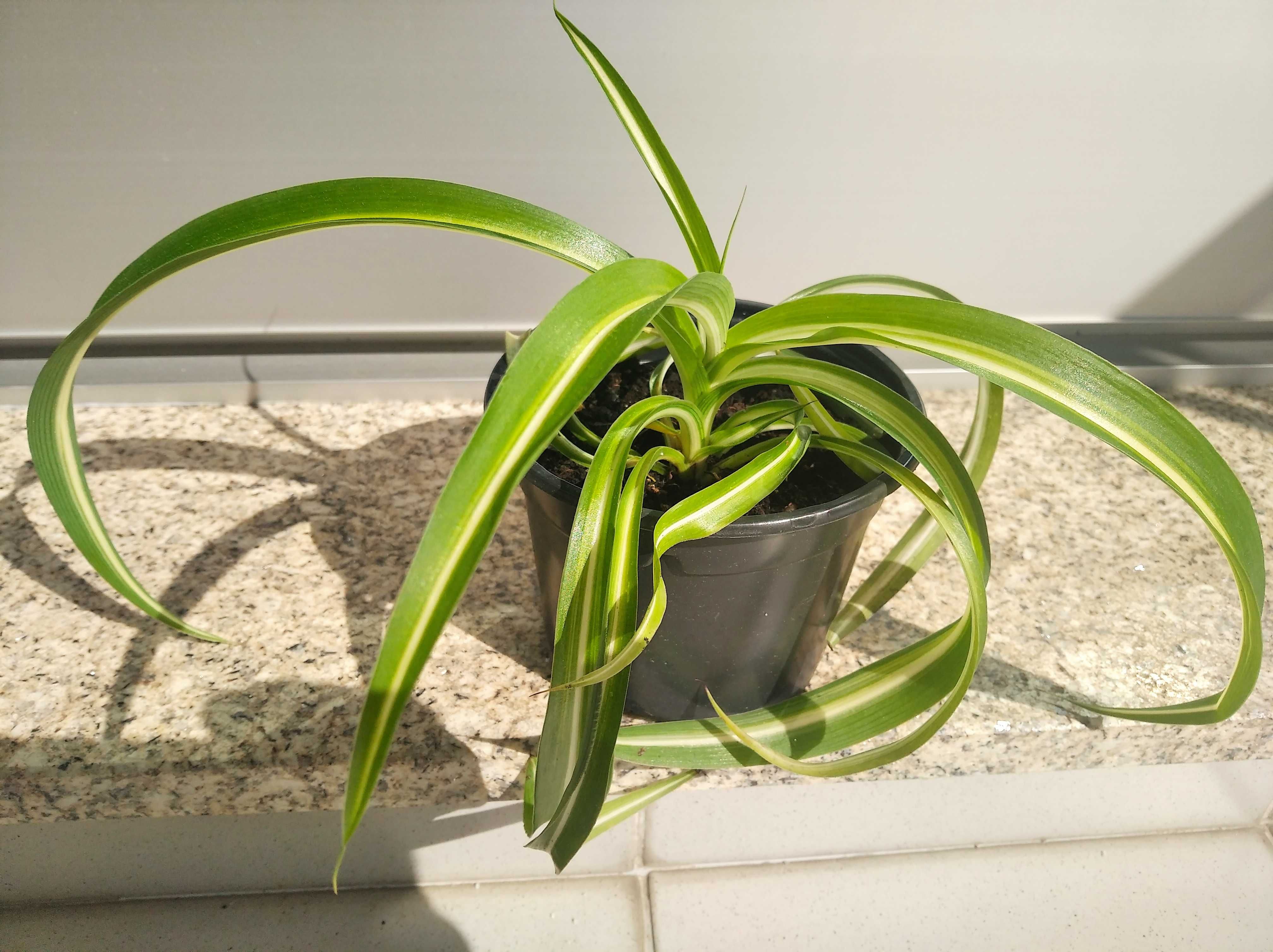 Plantas Chlorophytum / Clorofito / Planta-aranha