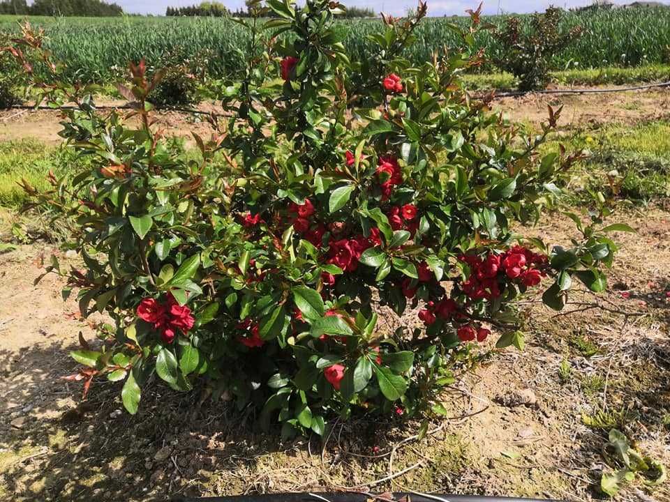 Pigwowiec japoński SADZONKI Chaenomeles japonica C2 20cm WYSYŁKA
