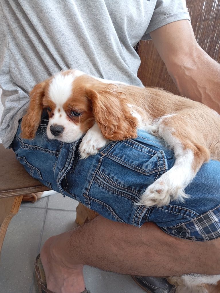 Cavalier King Charles spaniel FCI