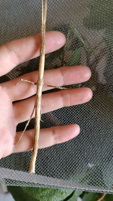 Hermagoras Foliopeda палочник новинка