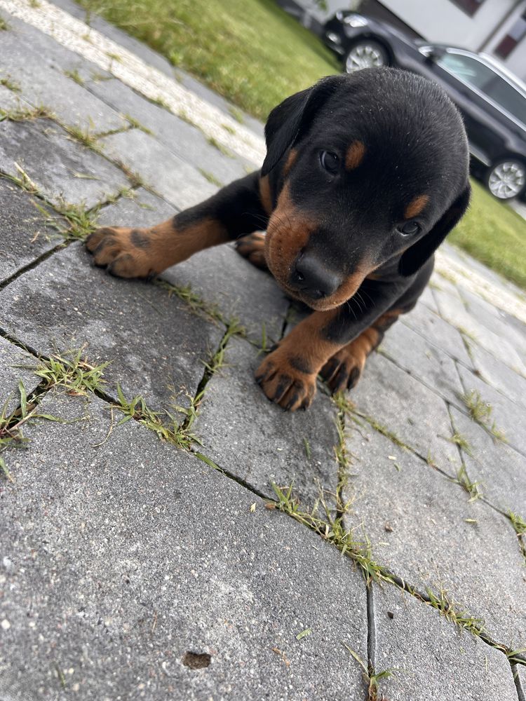 Dobermany szczeniaki z rodowodami-gotowe do odbioru