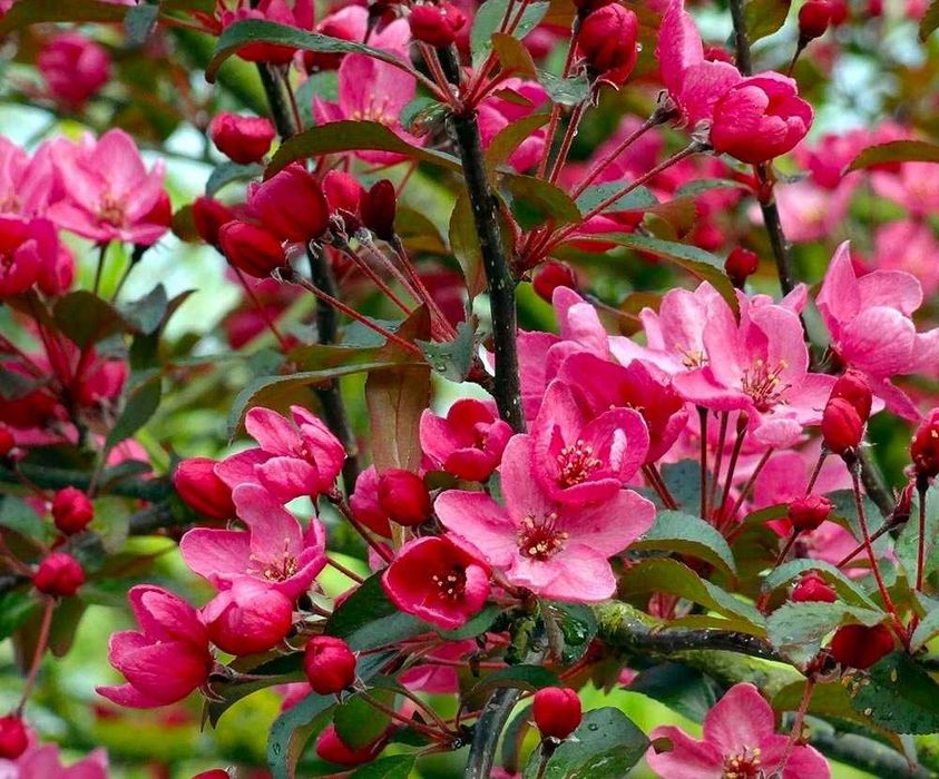Jabłoń ozdobna "Liset", piękne kwiaty, bordowe liście, jadalne owoce.