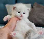 Kocurek Ragdoll bikolor niebieski