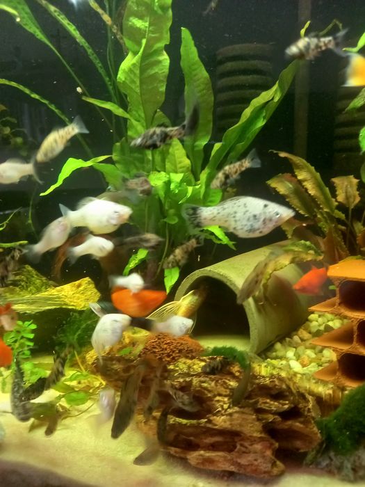 Molinezja żaglopłetwa, księżycowa, dalmatyńczyk