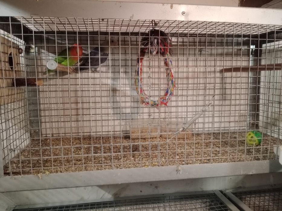Vendo agapórnis  com gaiola comedouro e bebedouro